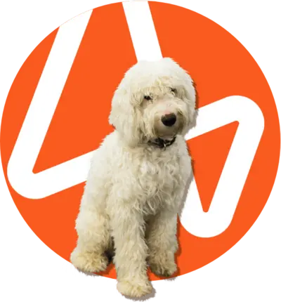 groomed white cockapoo on orange background